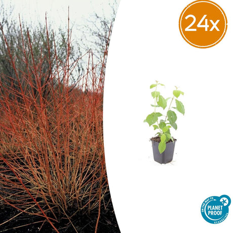 24x Cornus sang. 'Midwinter Fire' - ↕10-25cm - Ø9cm – HaGa-Welt