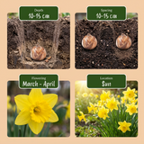 15x Narcissus Carlton - Carlton-Narzisse - Gelb - Frühlingsblüher - Zwiebelgröße 12/14