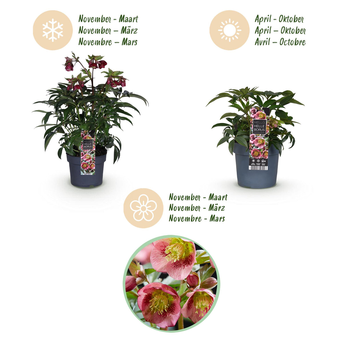 1x Helleborus 'Dacaya' – Hellébore – Rose – pot Ø 19 cm – hauteur 50 cm pot inclus
