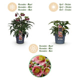 1x Helleborus 'Dacaya' – Hellébore – Rose – pot Ø 19 cm – hauteur 50 cm pot inclus