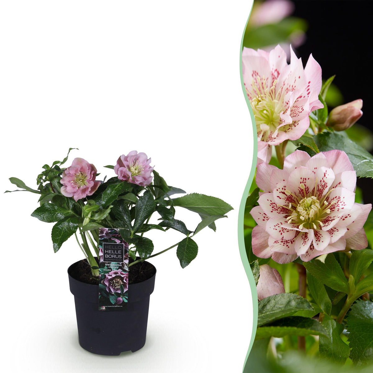 1x Helleborus orientalis 'Double Ellen Pink' – Rose de carême – Rose – pot Ø 14 cm – hauteur 35 cm pot inclus