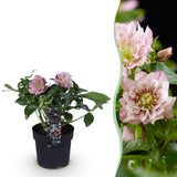 1x Helleborus orientalis 'Double Ellen Pink' – Rose de carême – Rose – pot Ø 14 cm – hauteur 35 cm pot inclus