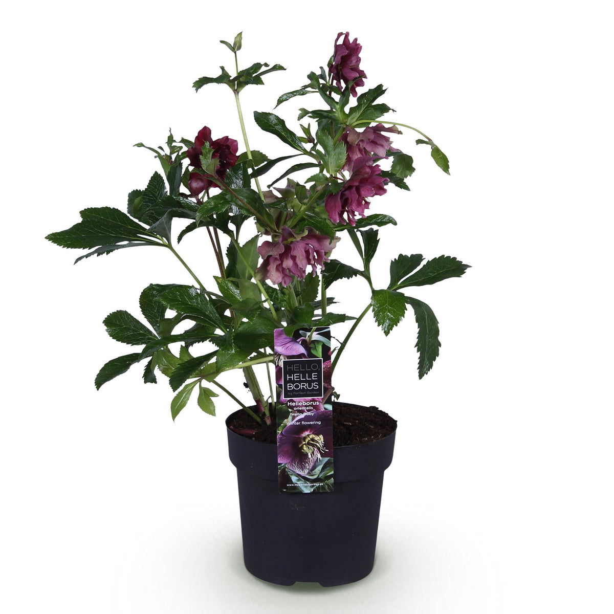 1x Helleborus orientalis 'Double Ellen Red' – Lenzrose – Rot – Topf Ø 14 cm – Höhe 35 cm inkl. Topf