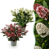 2x Skimmia japonica Duo – Rubella & Finchy – Skimmien-Duo – Rote und cremefarbene Knospen, später weiße Blüten – Topf Ø 15 cm – Höhe 30 cm inkl. Topf – HaGa-Welt