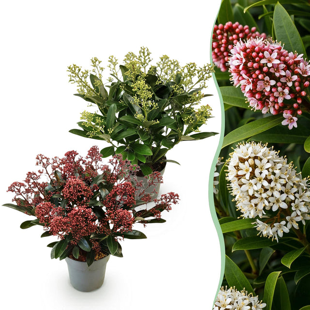 2x Skimmia japonica Duo – Rubella & Finchy – Skimmien-Duo – Rote und cremefarbene Knospen, später weiße Blüten – Topf Ø 15 cm – Höhe 30 cm inkl. Topf – HaGa-Welt