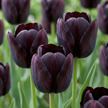 Tulpenzwiebeln – verschiedene Sorten zum Einpflanzen – HaGa-Welt