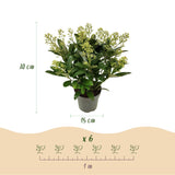 3x Skimmia japonica 'Finchy' – Skimmie – Hellgrüne bis cremefarbene Knospen, weiße Blüten – Topf Ø 15 cm – Höhe 30 cm inkl. Topf – HaGa-Welt
