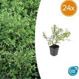 24x Symphoricarpos ch. 'Hancock' - ↕10-25cm - Ø9cm – HaGa-Welt