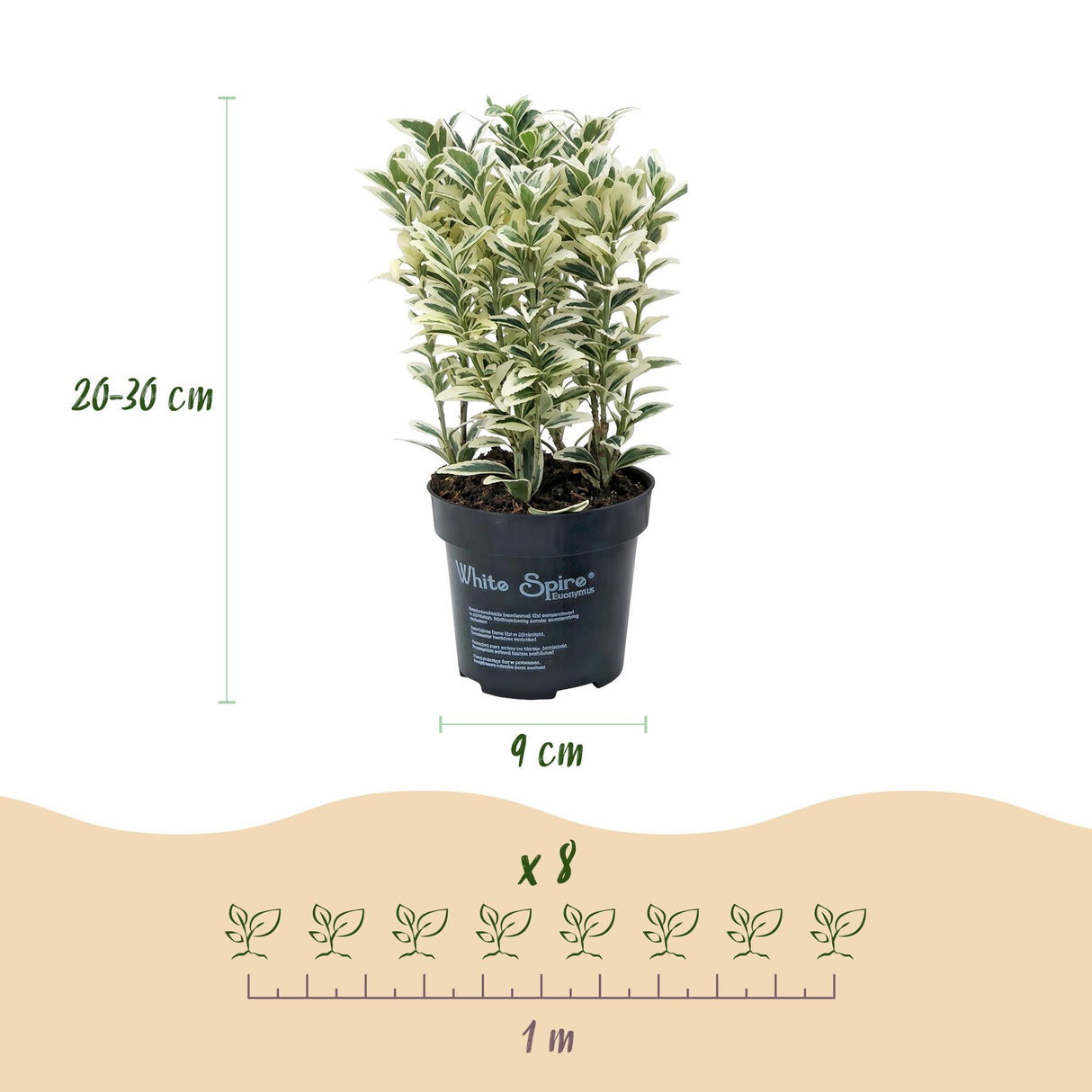 16x Euonymus japonicus White Spire - Kardinalskappen - Heckenpflanzen - Immergrün - Weiß - Grün - Topf 9cm - Höhe 20-30cm – HaGa-Welt