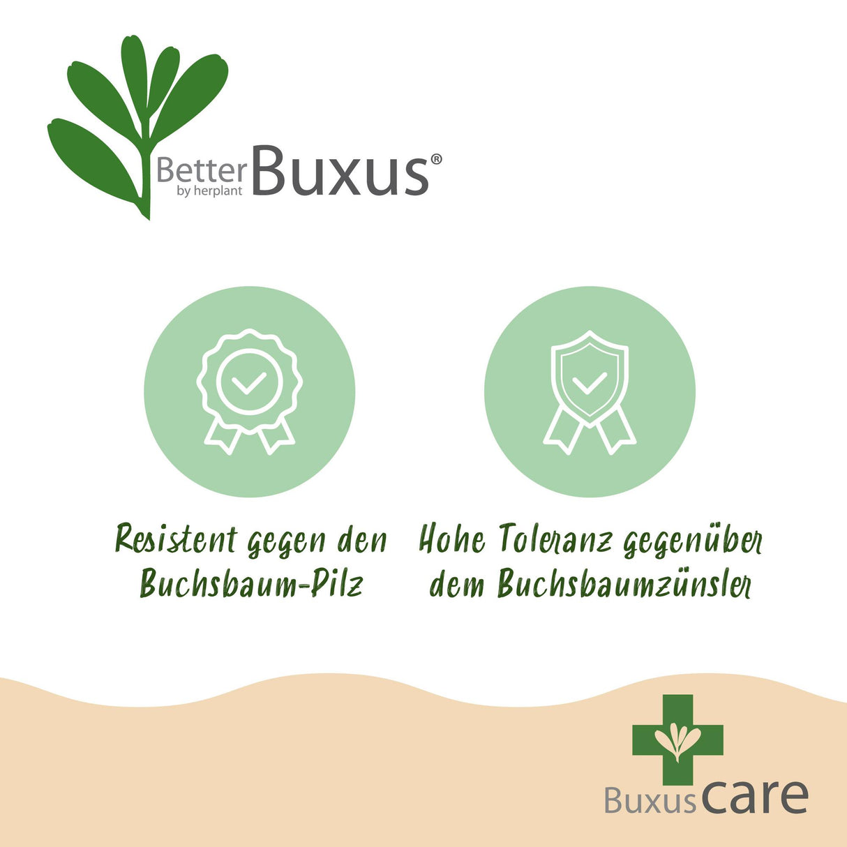Buchsbaum Pyramide - BetterBuxus Skylight - Widerstandsfähig gegen die Buxuskrankheit - 1 Pflanz - Topf 23cm Höhe 60-70cm