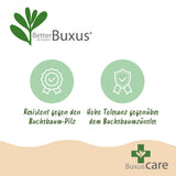 Buchsbaum Pyramide - BetterBuxus Skylight - Widerstandsfähig gegen die Buxuskrankheit - 1 Pflanz - Topf 23cm Höhe 60-70cm