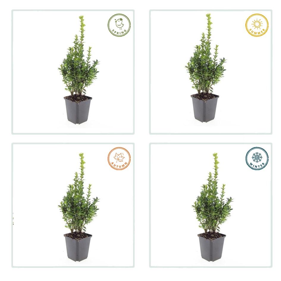 24x Buxus Sempervirens - ↕10-25cm - Ø9cm – HaGa-Welt