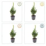 24x Buxus Sempervirens - ↕10-25cm - Ø9cm – HaGa-Welt