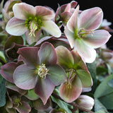 1x Helleborus 'Angels Glow' – Hellébore – Rose tendre à blanc-vert – pot Ø 19 cm – hauteur 50 cm pot inclus