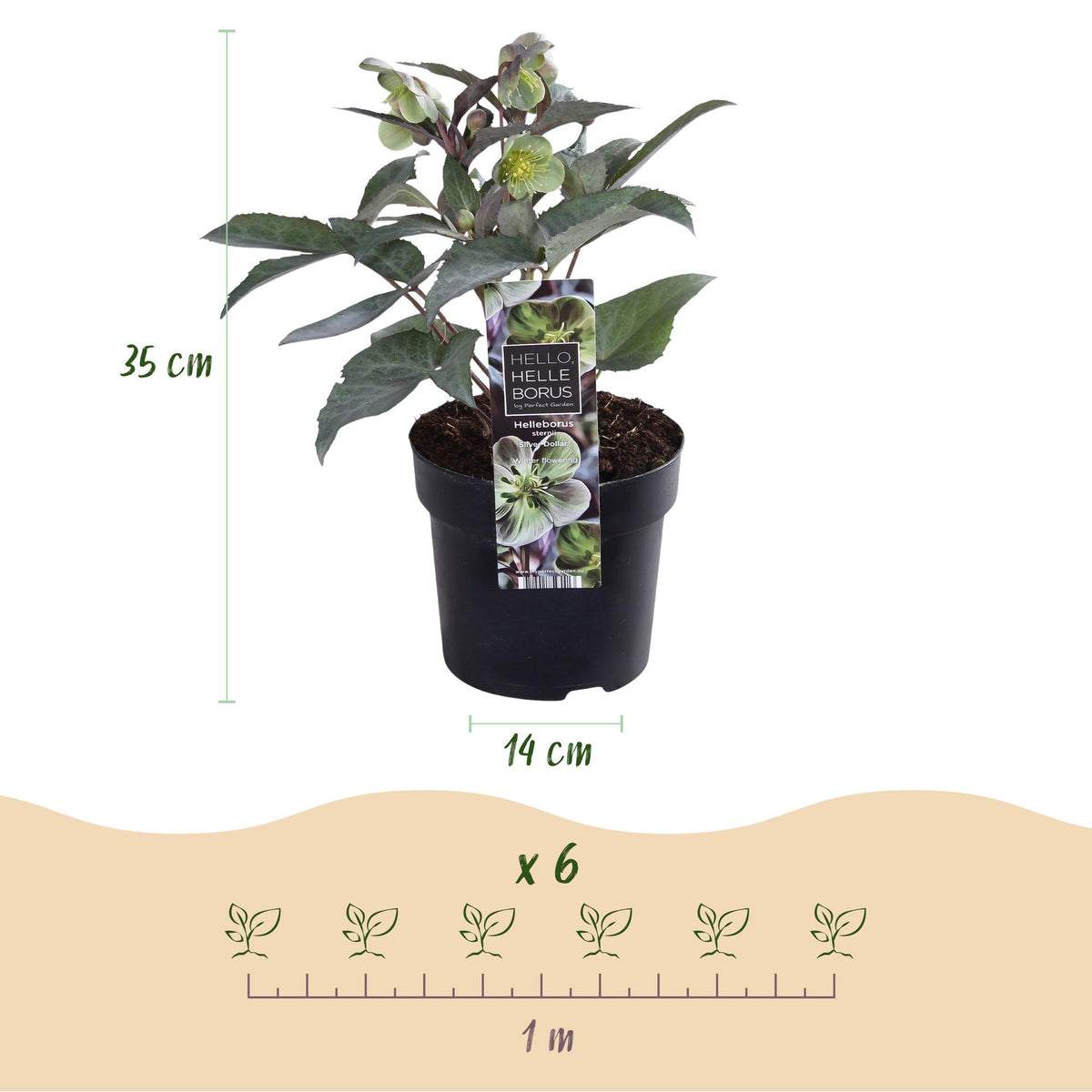1x Helleborus × sternii 'Silver Dollar' – Hellébore – Vert crème – pot Ø 14 cm – hauteur 35 cm pot inclus