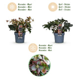 1x Helleborus 'Angels Glow' – Hellébore – Rose tendre à blanc-vert – pot Ø 19 cm – hauteur 50 cm pot inclus