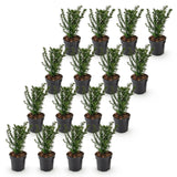 16x Taxus baccata - Eibe - Heckenpflanzen - Immergrün - Grün - Topf 9cm - Höhe 20-30cm – HaGa-Welt