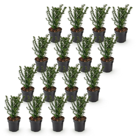 16x Taxus baccata - Eibe - Heckenpflanzen - Immergrün - Grün - Topf 9cm - Höhe 20-30cm – HaGa-Welt