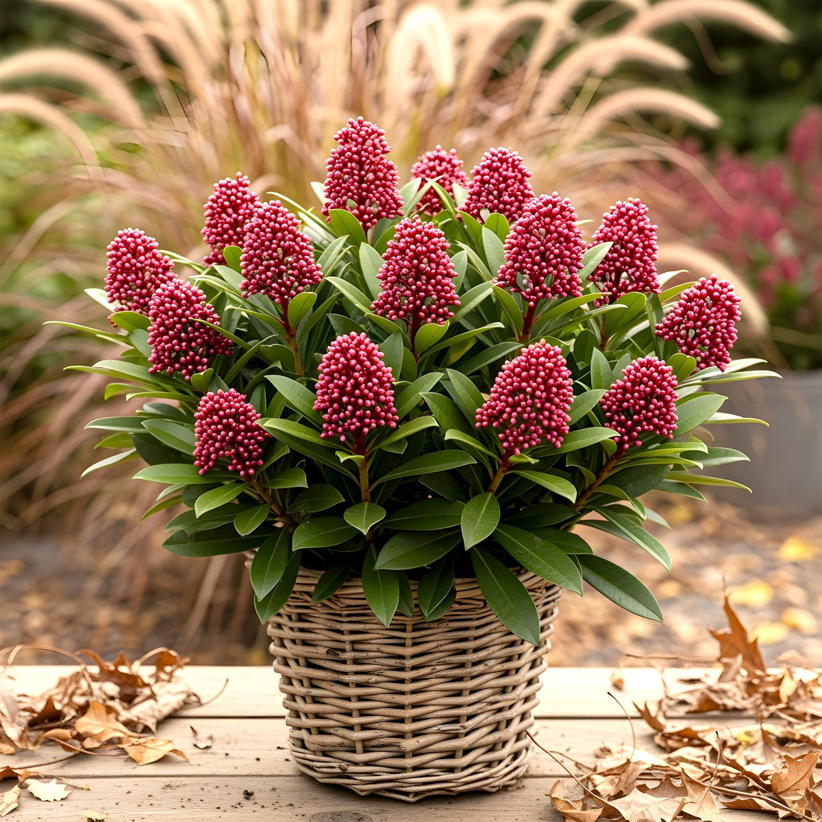 2x Skimmia japonica 'Rubella' – Skimmie – Rote Knospen, später weiße Blüten – Topf Ø 19 cm – Höhe 60 cm inkl. Topf – HaGa-Welt