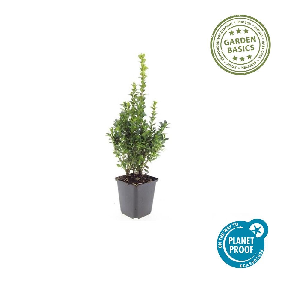 24x Buxus Sempervirens - ↕10-25cm - Ø9cm – HaGa-Welt