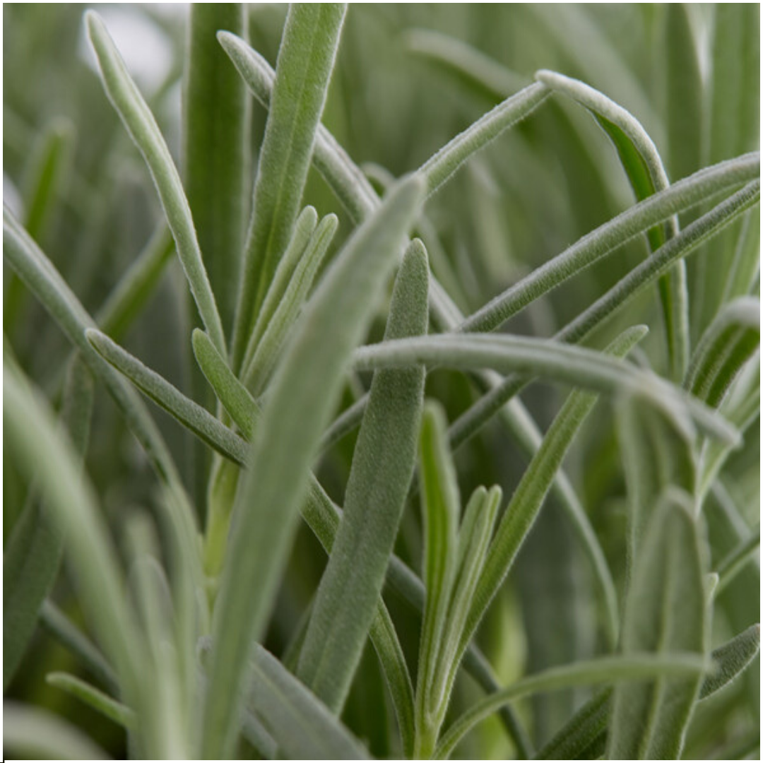 1x 6 pack Lavendel angustifolia - 6 x Ø7 cm - ↕15 cm – HaGa-Welt