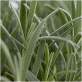 1x 6 pack Lavendel angustifolia - 6 x Ø7 cm - ↕15 cm – HaGa-Welt