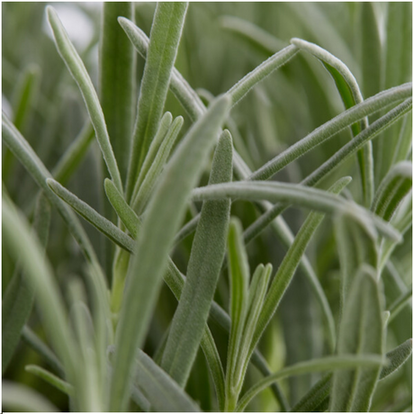 1x 6 pack Lavendel angustifolia - 6 x Ø7 cm - ↕15 cm – HaGa-Welt