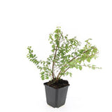 24x Symphoricarpos ch. 'Hancock' - ↕10-25cm - Ø9cm – HaGa-Welt