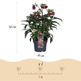 1x Helleborus 'Dacaya' – Hellébore – Rose – pot Ø 19 cm – hauteur 50 cm pot inclus