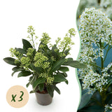 3x Skimmia japonica 'Finchy' – Skimmie – Hellgrüne bis cremefarbene Knospen, weiße Blüten – Topf Ø 10,5 cm – Höhe 25 cm inkl. Topf – HaGa-Welt