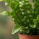 Asplenium Crispy Wave - Krauser Wellenfarn - 1 Pflanze - mit Weißem Topf - Topf 12cm - Höhe - 30cm