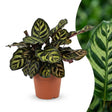 1x Calathea Makoyana - Pfauenpflanze - Zimmerpflanze - Grün-Purpur - Topf 12cm - Höhe 25cm – HaGa-Welt