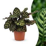 1x Calathea Makoyana - Pfauenpflanze - Zimmerpflanze - Grün-Purpur - Topf 12cm - Höhe 25cm – HaGa-Welt