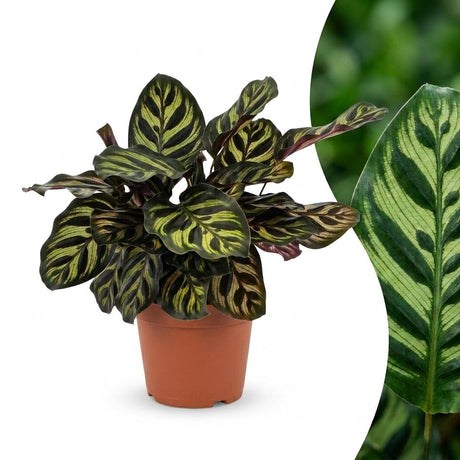 1x Calathea Makoyana - Pfauenpflanze - Zimmerpflanze - Grün-Purpur - Topf 12cm - Höhe 25cm – HaGa-Welt