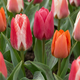 Tulpenzwiebeln – verschiedene Sorten zum Einpflanzen – HaGa-Welt