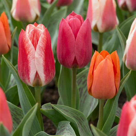 Tulpenzwiebeln – verschiedene Sorten zum Einpflanzen – HaGa-Welt