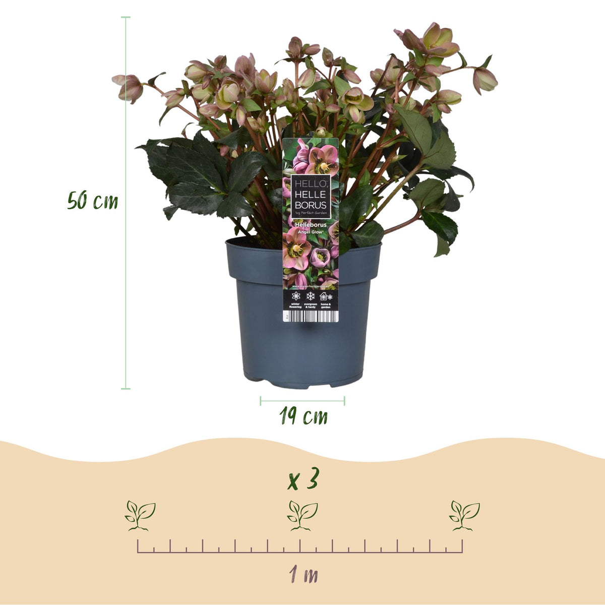 1x Helleborus 'Angels Glow' – Hellébore – Rose tendre à blanc-vert – pot Ø 19 cm – hauteur 50 cm pot inclus