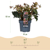 1x Helleborus 'Angels Glow' – Hellébore – Rose tendre à blanc-vert – pot Ø 19 cm – hauteur 50 cm pot inclus