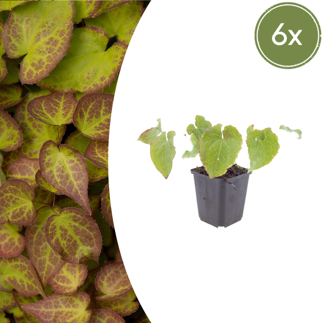 6x Epimedium perralc. 'Frohnleiten' - ↕10-25cm - Ø9cm – HaGa-Welt