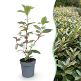 16x Eleagnus ebbingei Compacta - Ölweide - Heckenpflanzen - Immergrün - Grau - Topf 9cm - Höhe 25-35cm – HaGa-Welt