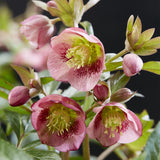 1x Helleborus 'Dacaya' – Hellébore – Rose – pot Ø 19 cm – hauteur 50 cm pot inclus