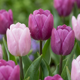 Tulpenzwiebeln – verschiedene Sorten zum Einpflanzen – HaGa-Welt