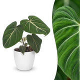 Philodendron Gloriosum - Gloriosum Philodendron - 1 Pflanze - mit Weißem Topf - Topf 12cm - Höhe - 25cm