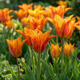 Tulpenzwiebeln – verschiedene Sorten zum Einpflanzen – HaGa-Welt