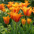 Tulpenzwiebeln – verschiedene Sorten zum Einpflanzen – HaGa-Welt