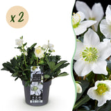 2x Helleborus niger 'Christmas Carol' – Christrose – Weiß – Topf Ø 17 cm – Höhe 35 cm inkl. Topf – HaGa-Welt