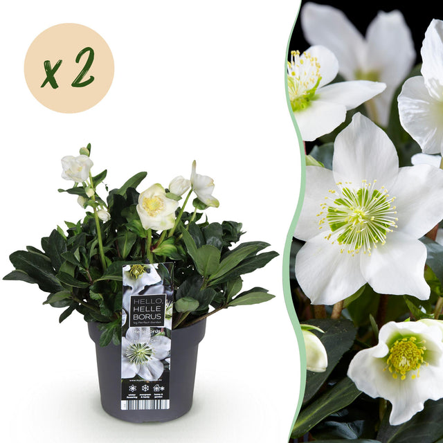 2x Helleborus niger 'Christmas Carol' – Christrose – Weiß – Topf Ø 17 cm – Höhe 35 cm inkl. Topf – HaGa-Welt