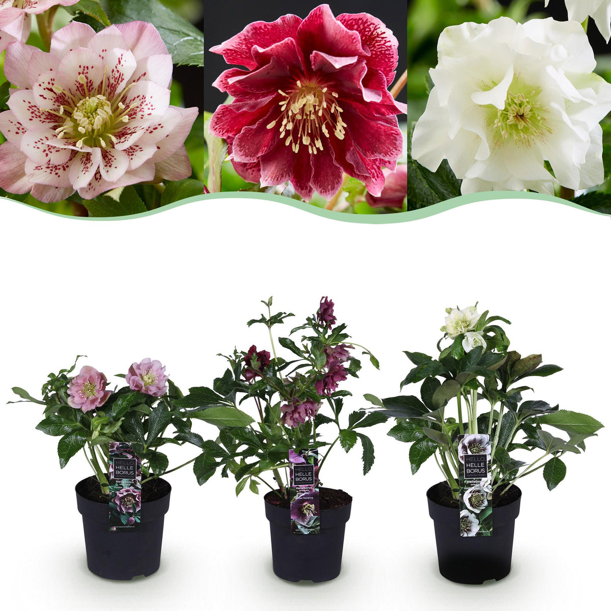 1x Helleborus orientalis Double Tricolour – Rose de carême – Rose, rouge et blanc – pot Ø 14 cm – hauteur 35 cm pot inclus