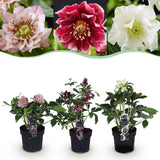1x Helleborus orientalis Double Tricolour – Rose de carême – Rose, rouge et blanc – pot Ø 14 cm – hauteur 35 cm pot inclus