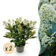 2x Skimmia japonica 'Finchy' – Skimmie – Hellgrüne bis cremefarbene Knospen, weiße Blüten – Topf Ø 15 cm – Höhe 30 cm inkl. Topf – HaGa-Welt